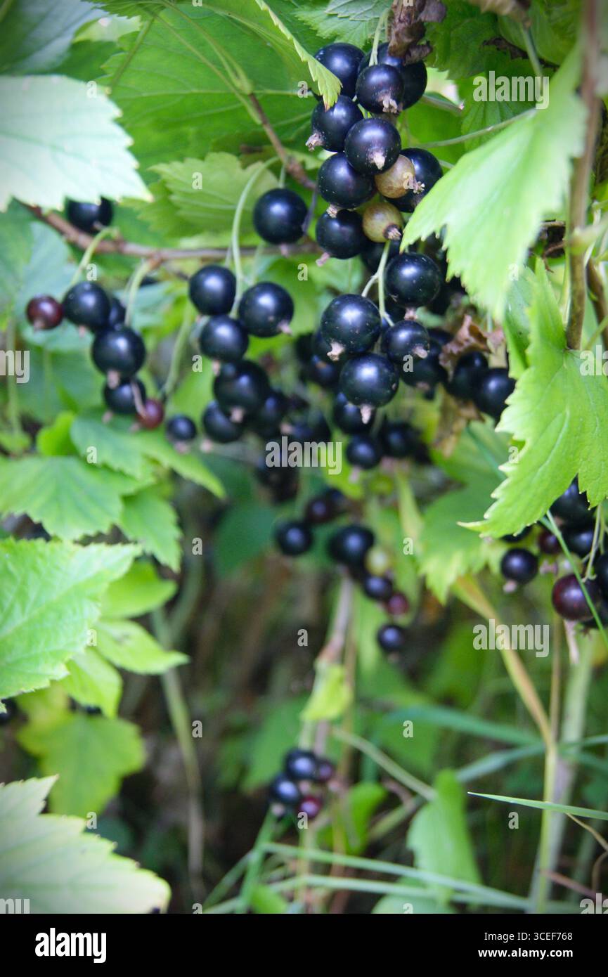 Close-up of ripe blackcurrant on a bush with green leaves. Fresh berries, ready to be picked. - Stock Image