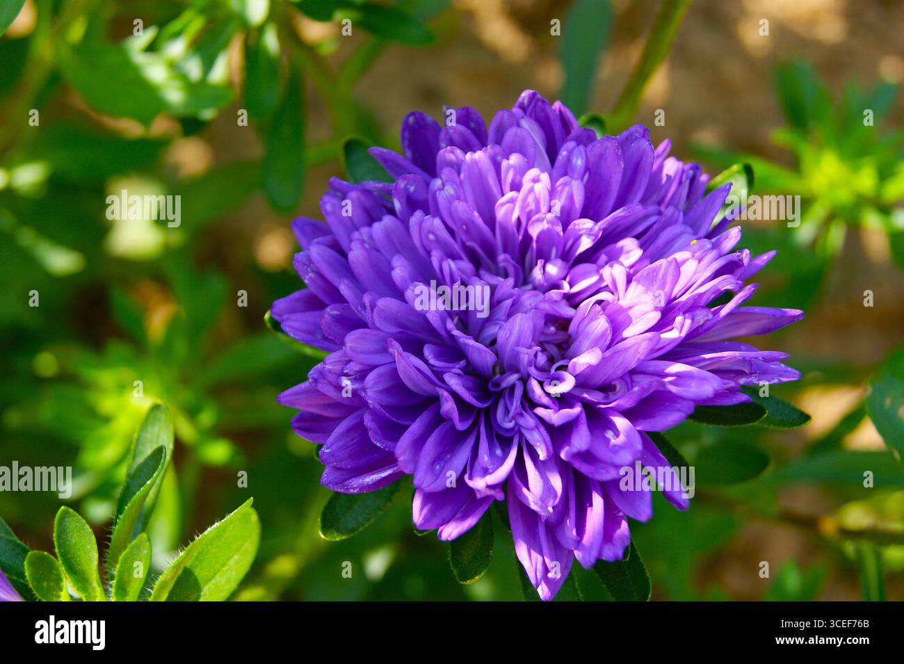 Terry purple aster close-up. Image with beautiful texture and color for website design, banners, advertising materials related to cosmetics, perfumes or spa services. - Stock Image