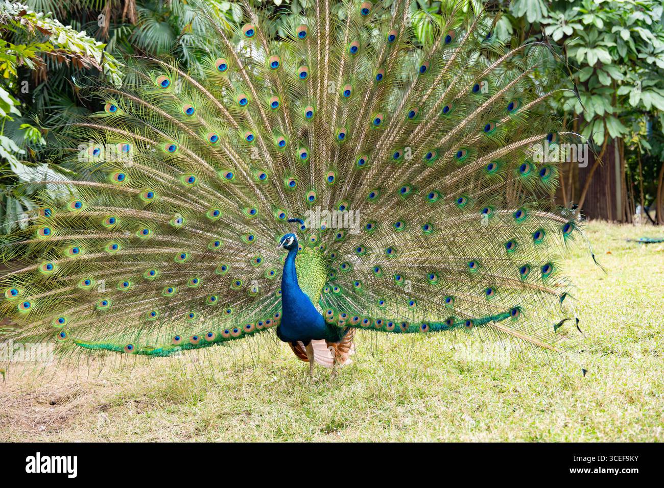 a male peacock displaying its feathers Stock Photo