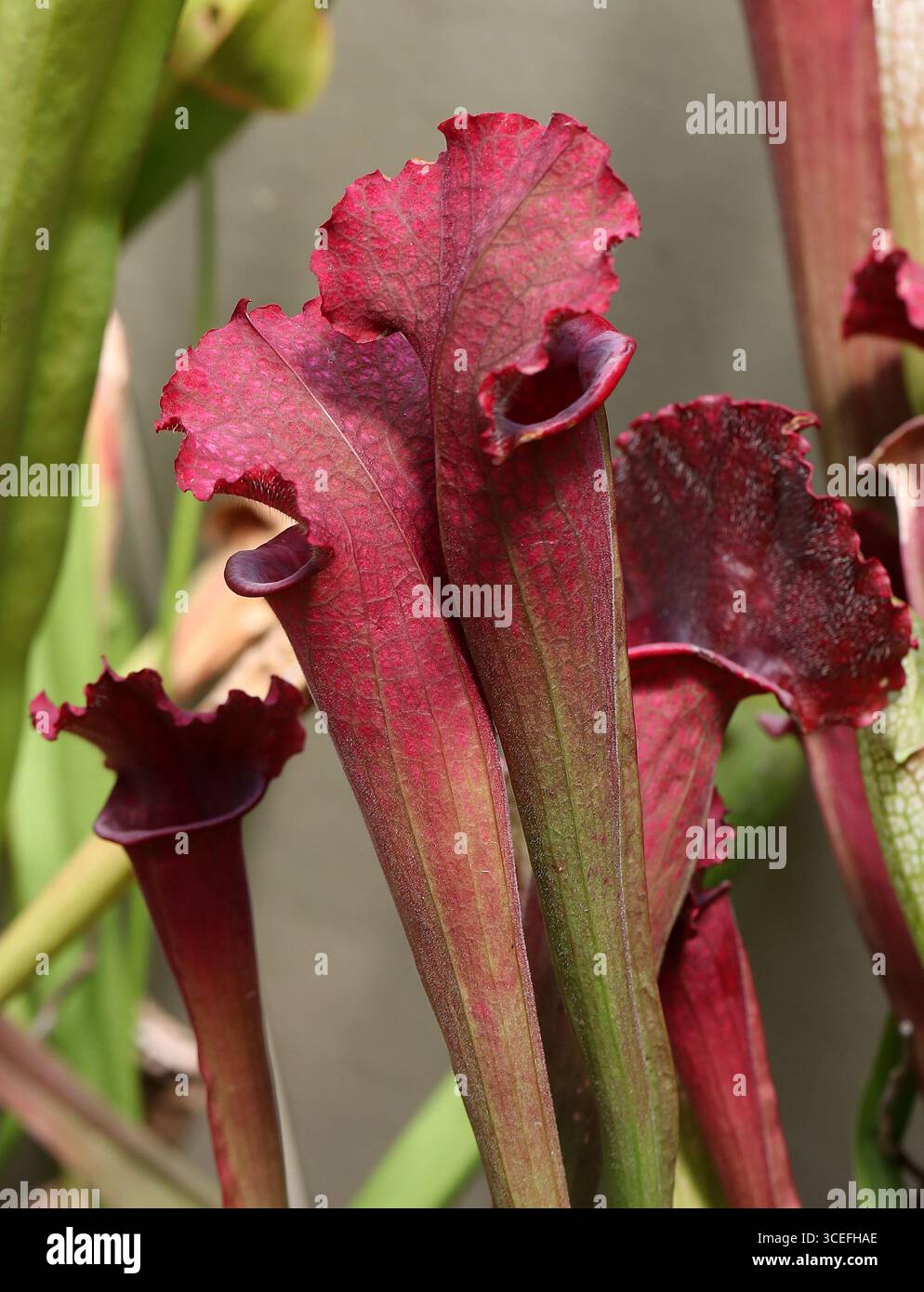 Trumpet pitcher plants hi-res stock photography and images - Alamy