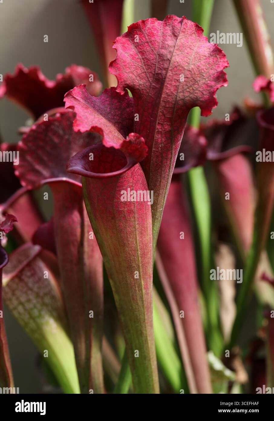 Trumpet pitcher plants hi-res stock photography and images - Alamy