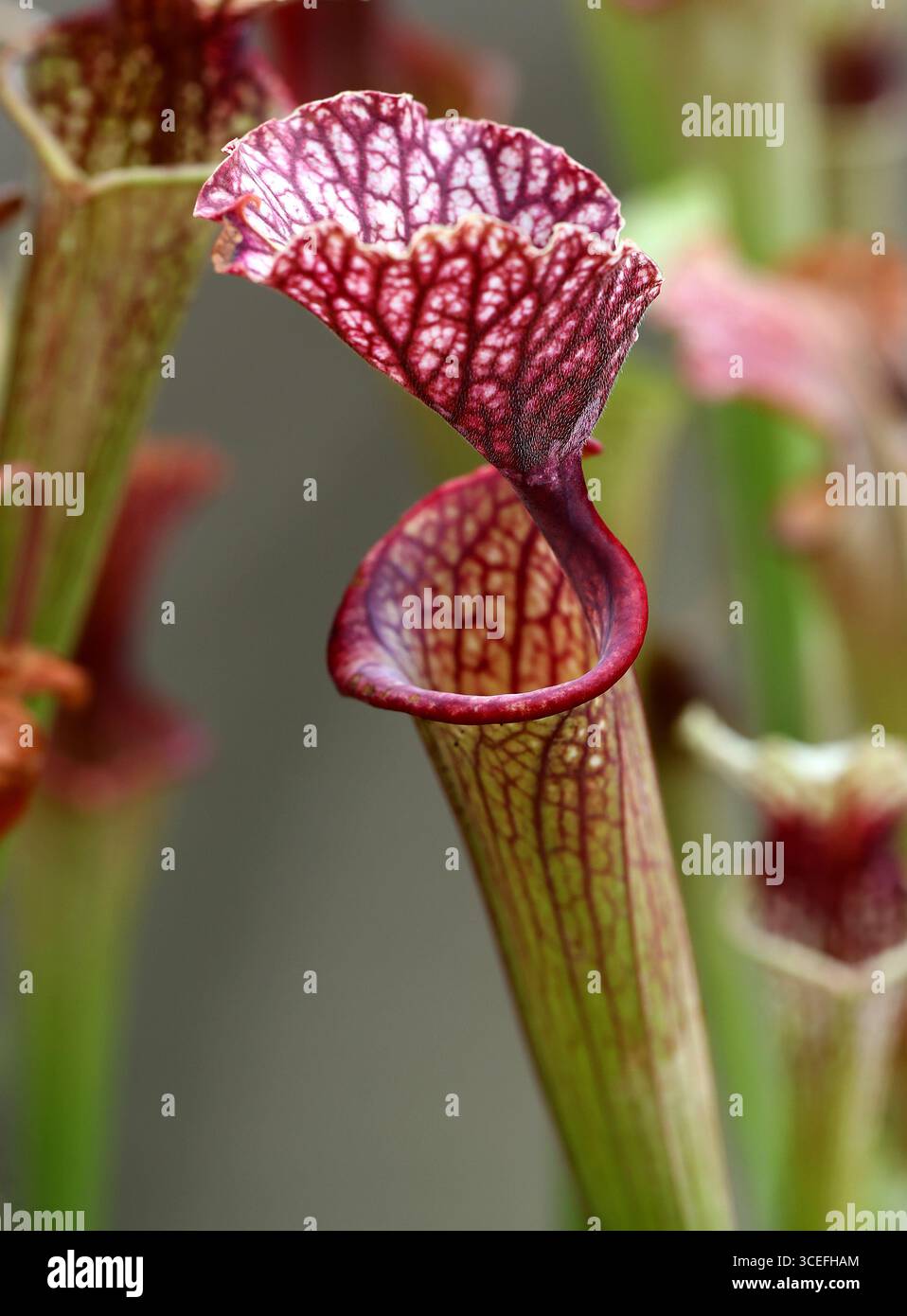 Trumpet pitcher plants hi-res stock photography and images - Alamy