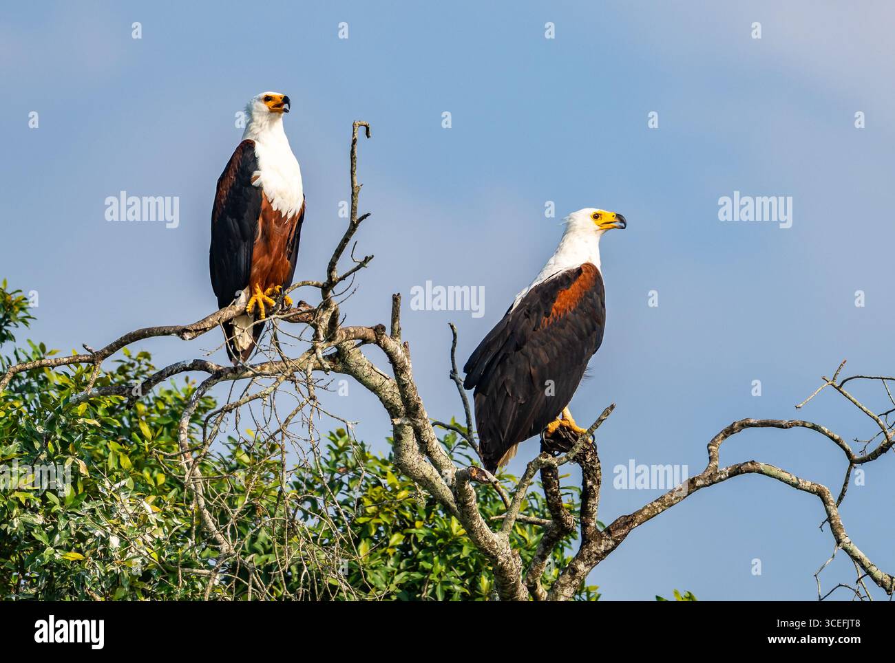 a-pair-african-fish-eagles-icthyophaga-vocifer-perched-on-a-branch