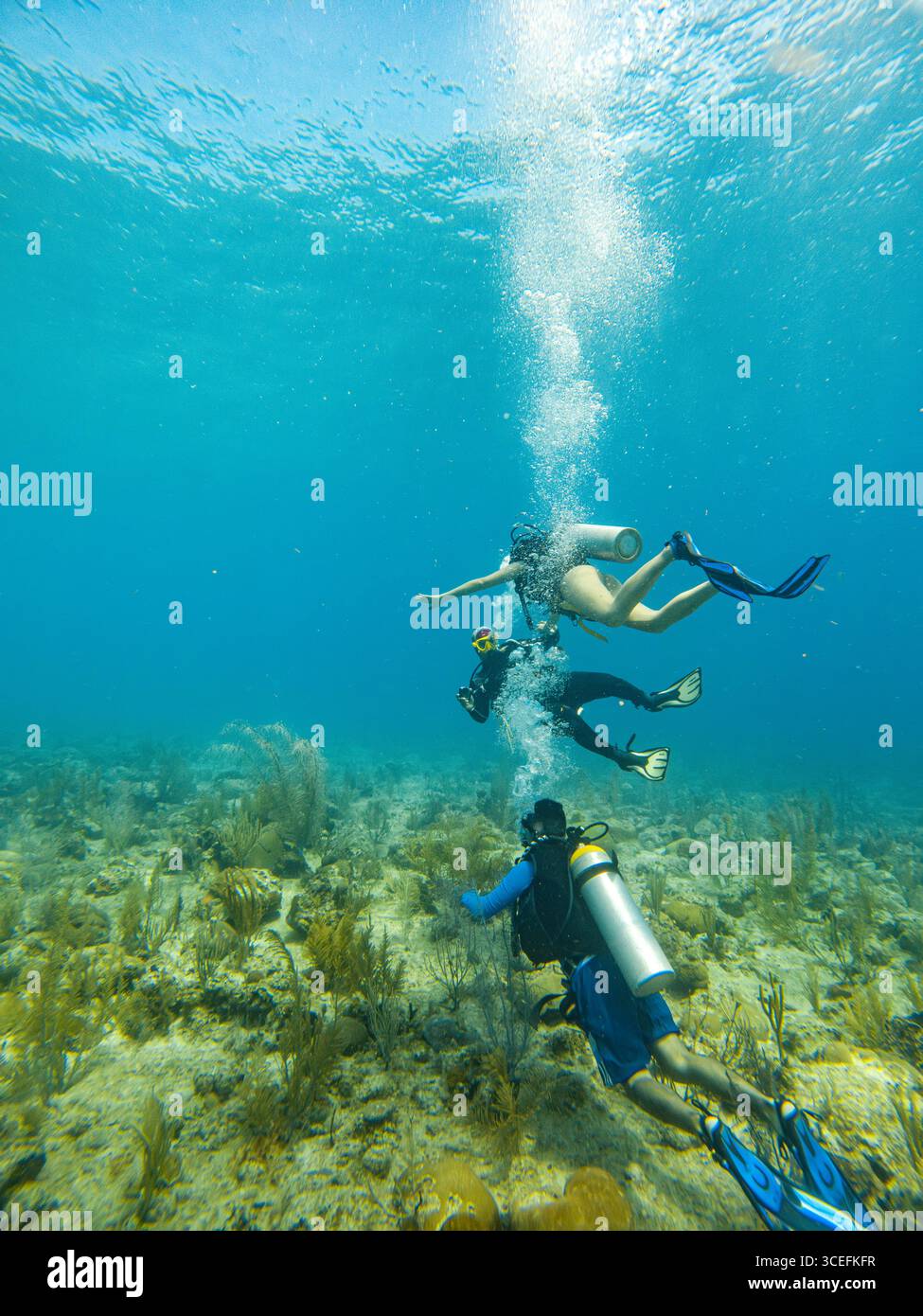 Underwater scene of scuba divers in San Andres, Colombia, showcasing vibrant coral reefs and marine life. Stock Photo