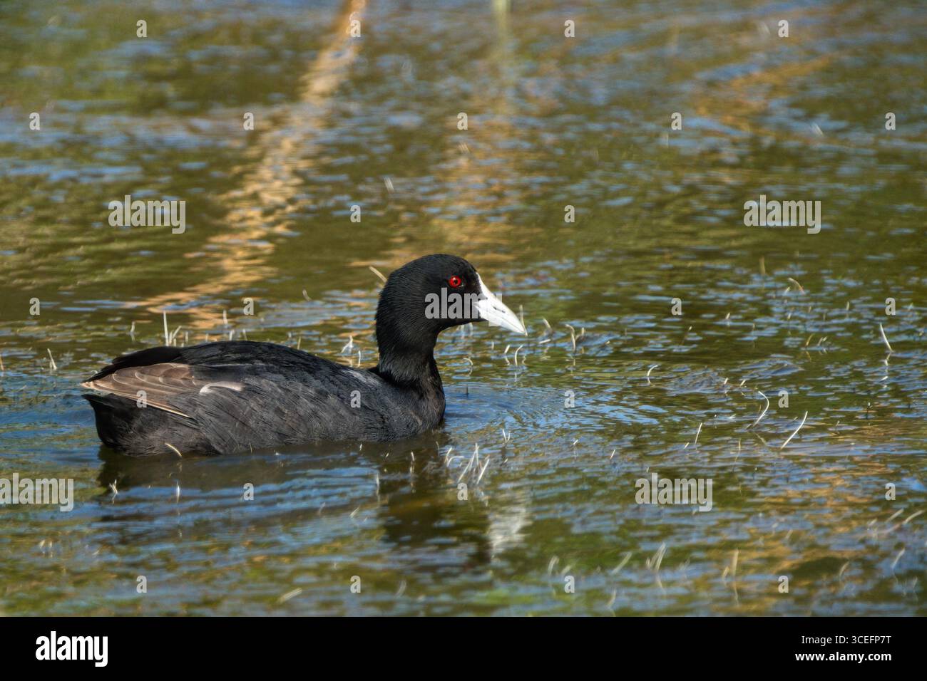 Captivating shot of an Australian Coot (Fulica atra australis) with striking red eyes, gracefully moving through serene waters. Stock Photo
