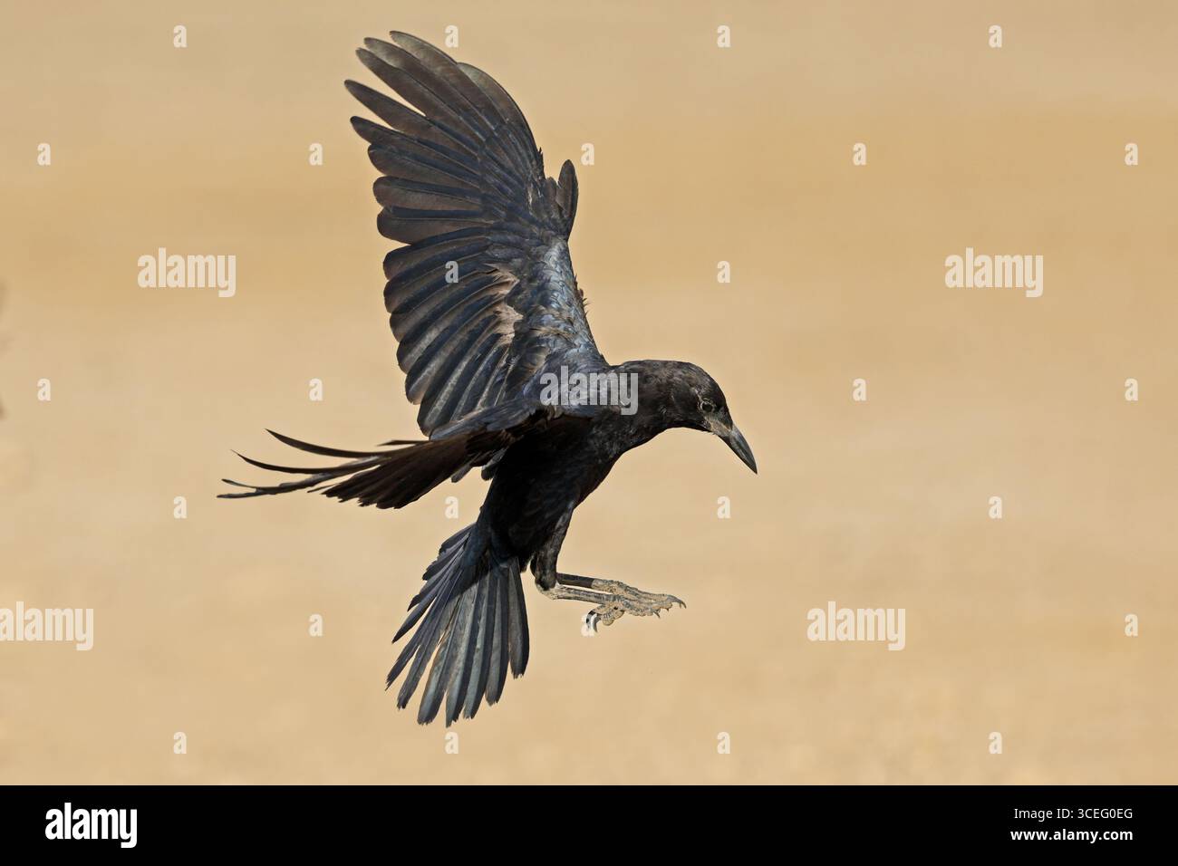 A Cape crow (Corvus capensis) in flight with outstretched wings, South ...