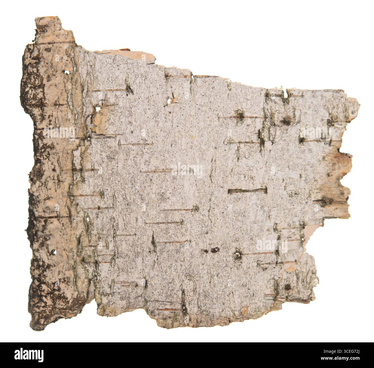 Birch bark isolated on white background Stock Photo