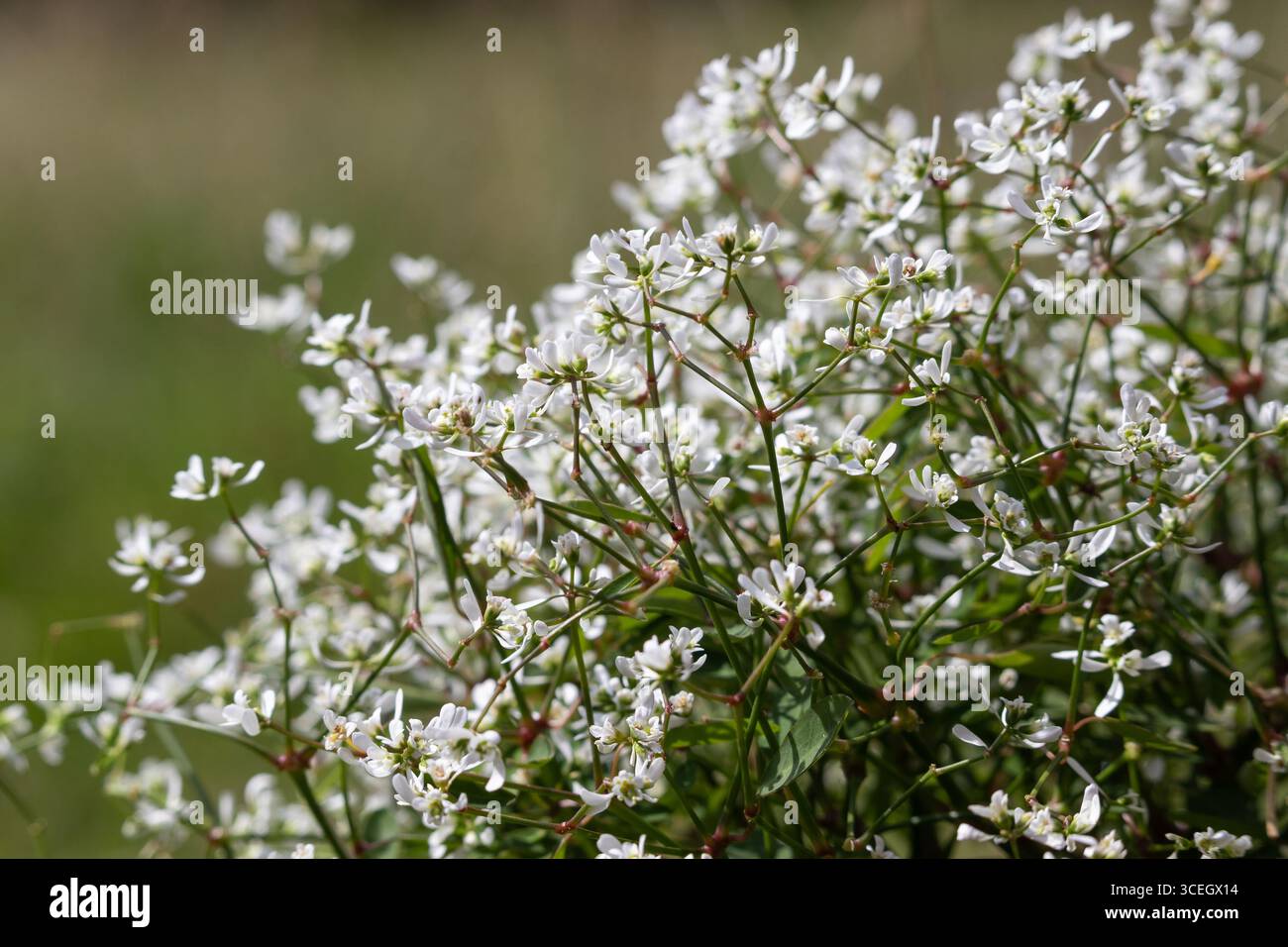 Close up view of the popular summer bedding plant, Euphorbia 'Diamond Frost'. It is a tender evergreen perennial, with small, dark green leaves, a tan - Stock Image