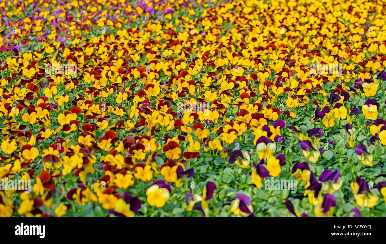 Flowering horn violets, viola cornuta, in spring Stock Photo