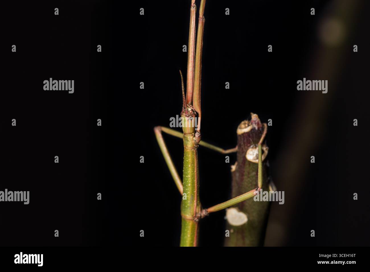 Rhodos Insect Stick Insect (Bacillus atticus) in Rhodes Greece Stock Photo - Alamy