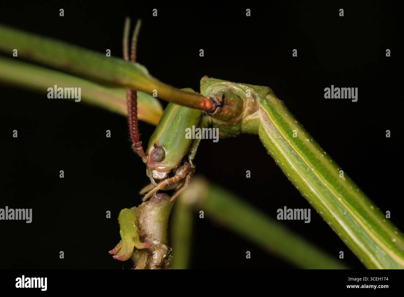 Rhodos Insect Stick Insect (Bacillus atticus) in Rhodes Greece Stock Photo - Alamy