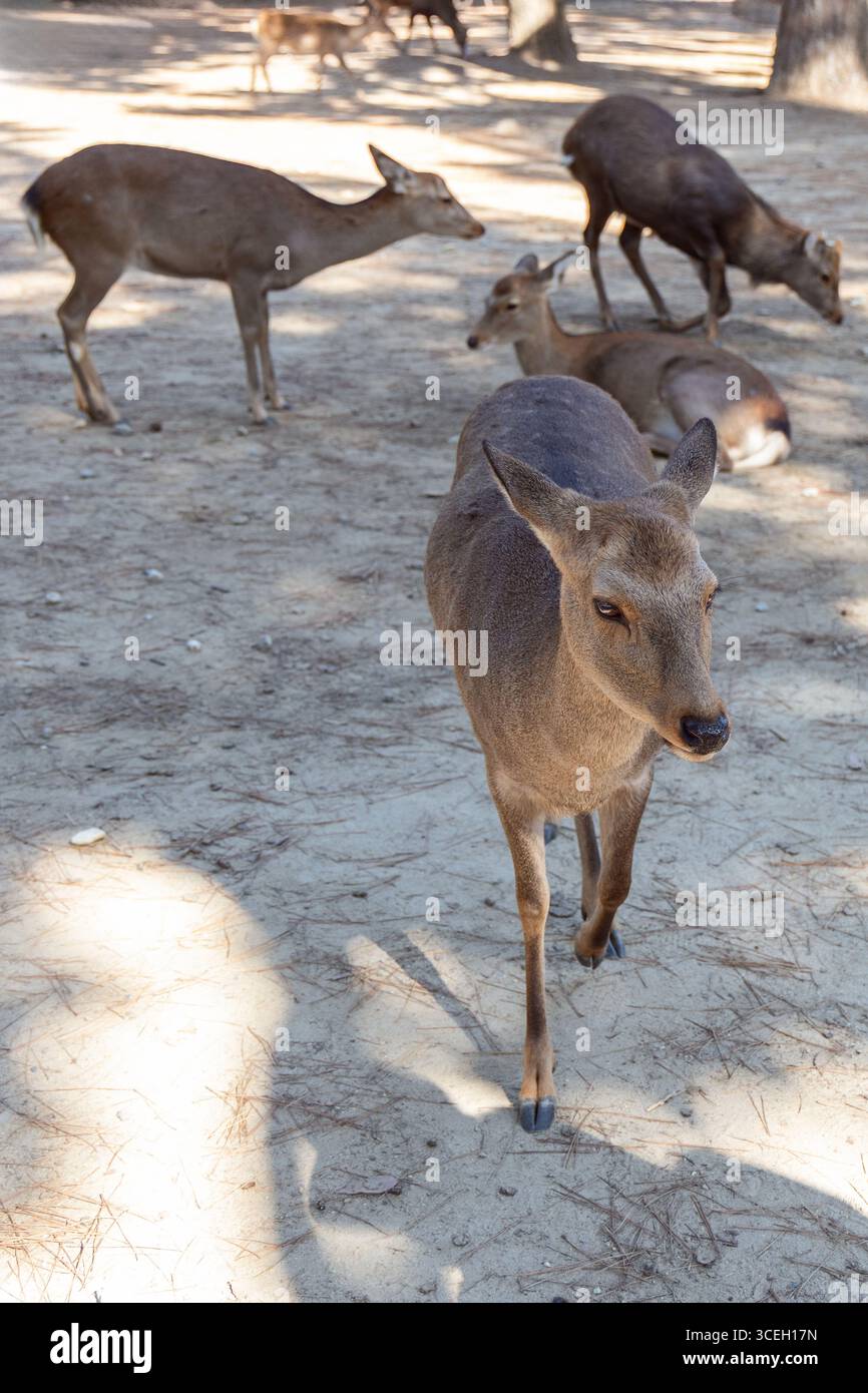 Young sika deer walks on sandy ground in Nara Park, Japan, approaching in search of deer rice crackers, while others rest nearby in forest shade Stock Photo