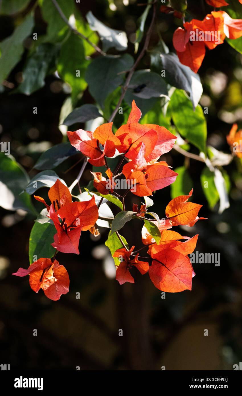 bright orange bougainvillea flowers and leaves and shadows isolated on a natural background Stock Photo