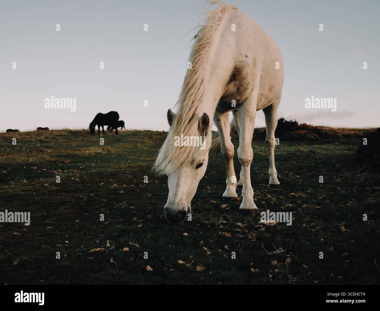 Free range wild Dartmoor Ponies grazing in the late evening sun, Dartmoor Devon England UK Stock Photo
