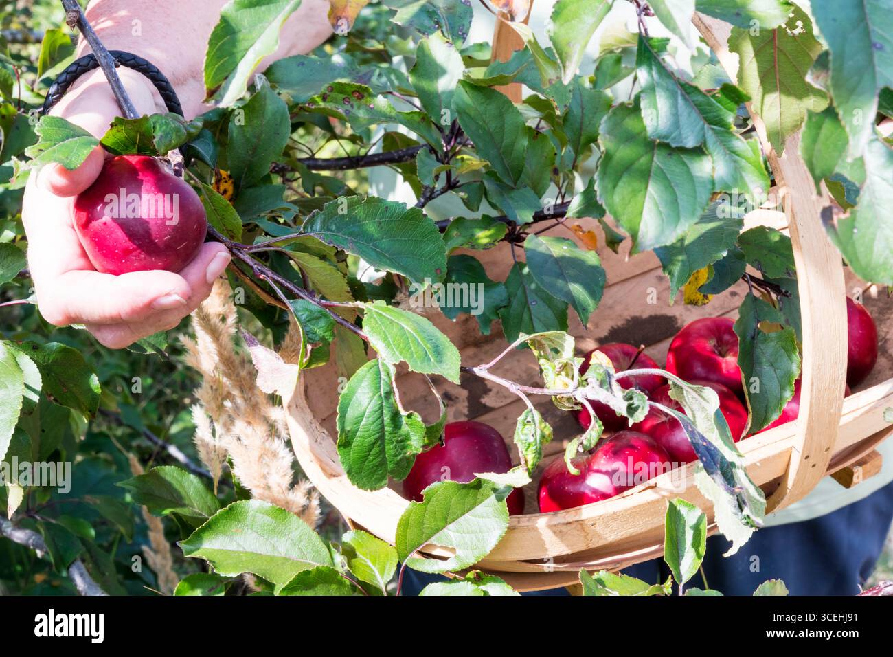 Woman picking a red apple in her garden. Stock Photo