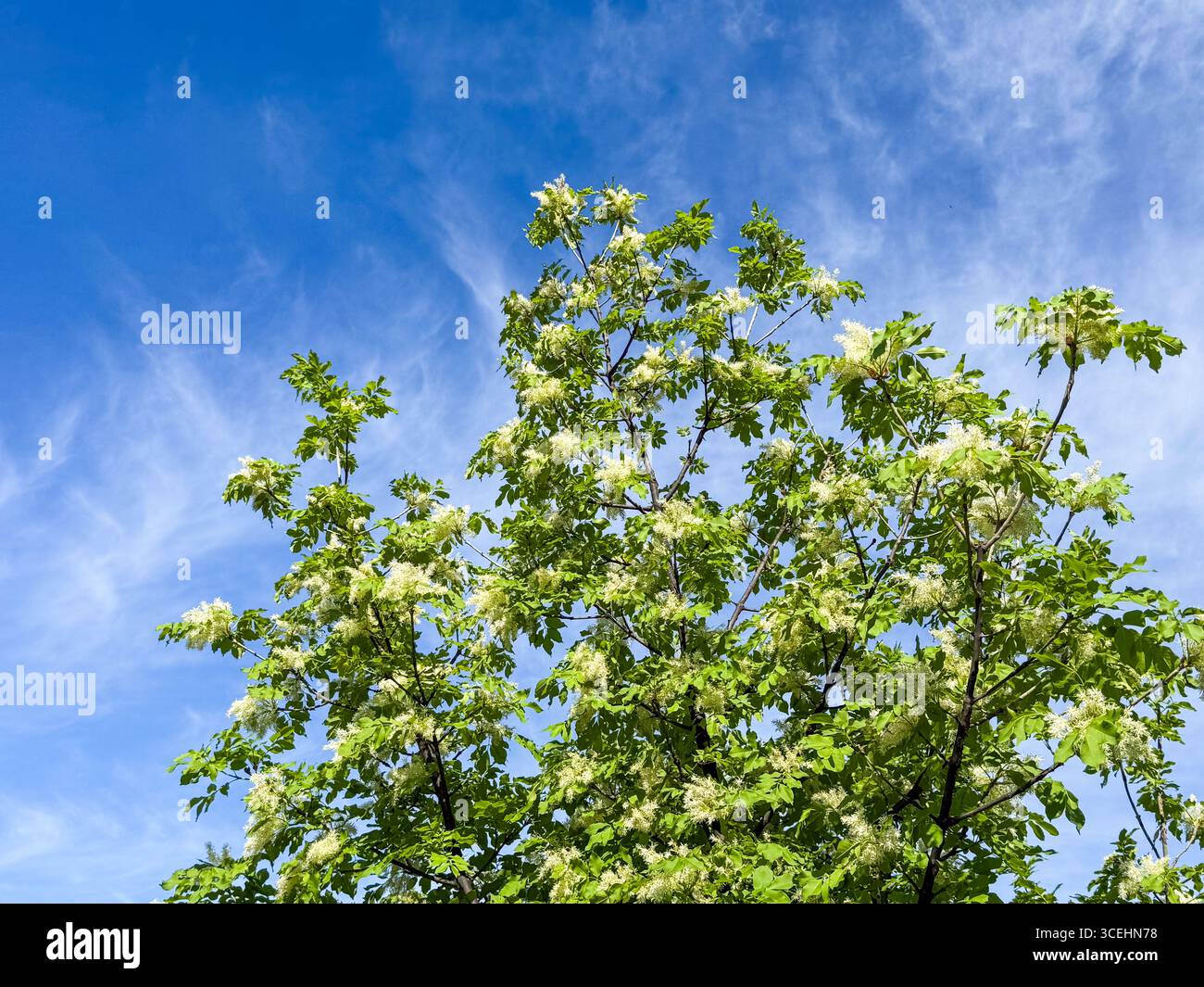 Ash In Spring South european flowering ash hi-res stock photography and images - Alamy