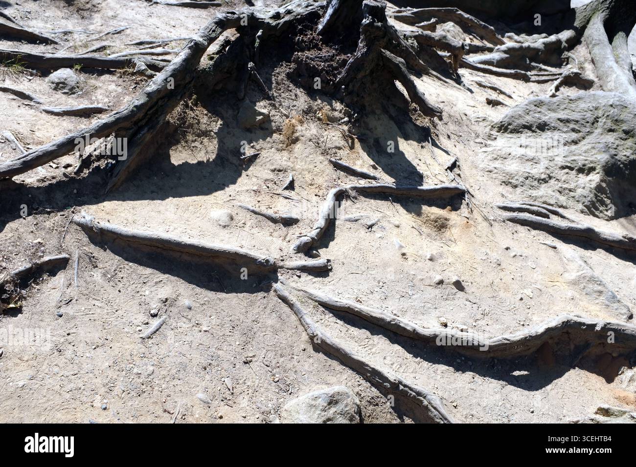 A cut down tree stump in a hard dry landscape Stock Photo
