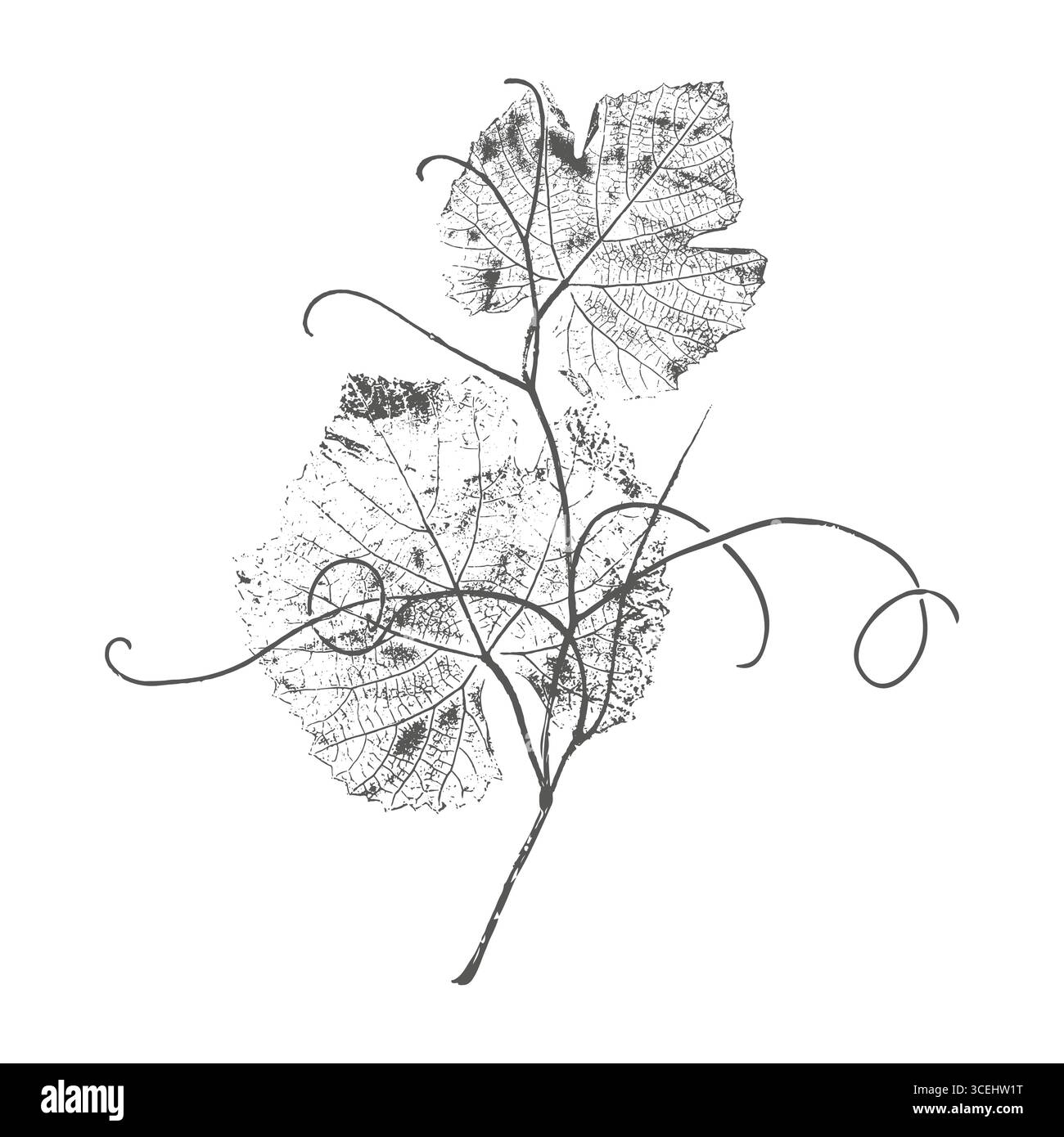 Dark print grapevine, grape leaves with curly tendrils, botanical stamp on white background. Vector illustration Stock Vector