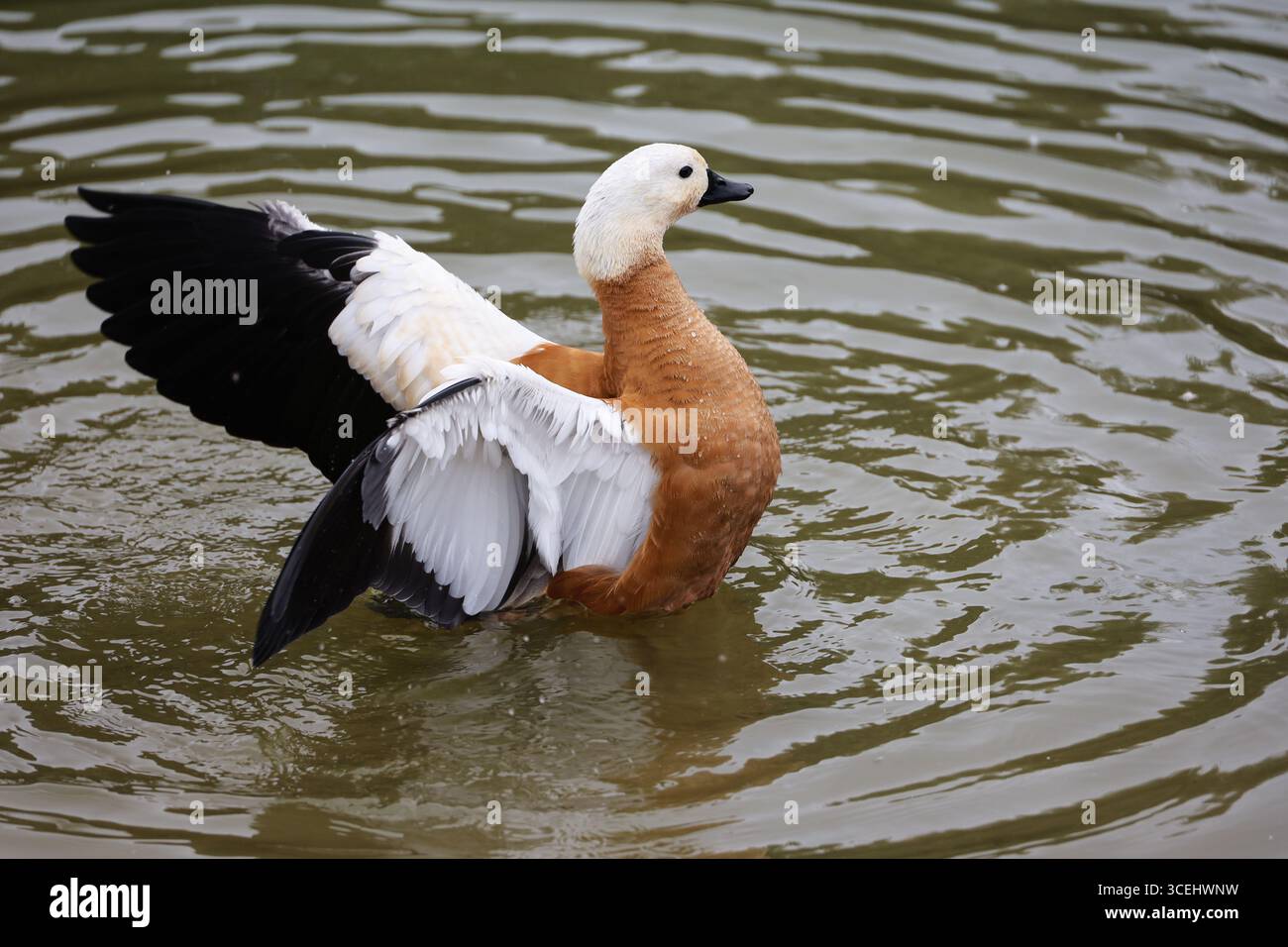 Shelduck (Tadorna ferruginea) flaps its wings while swimming in water. Male red duck on a lake Stock Photo