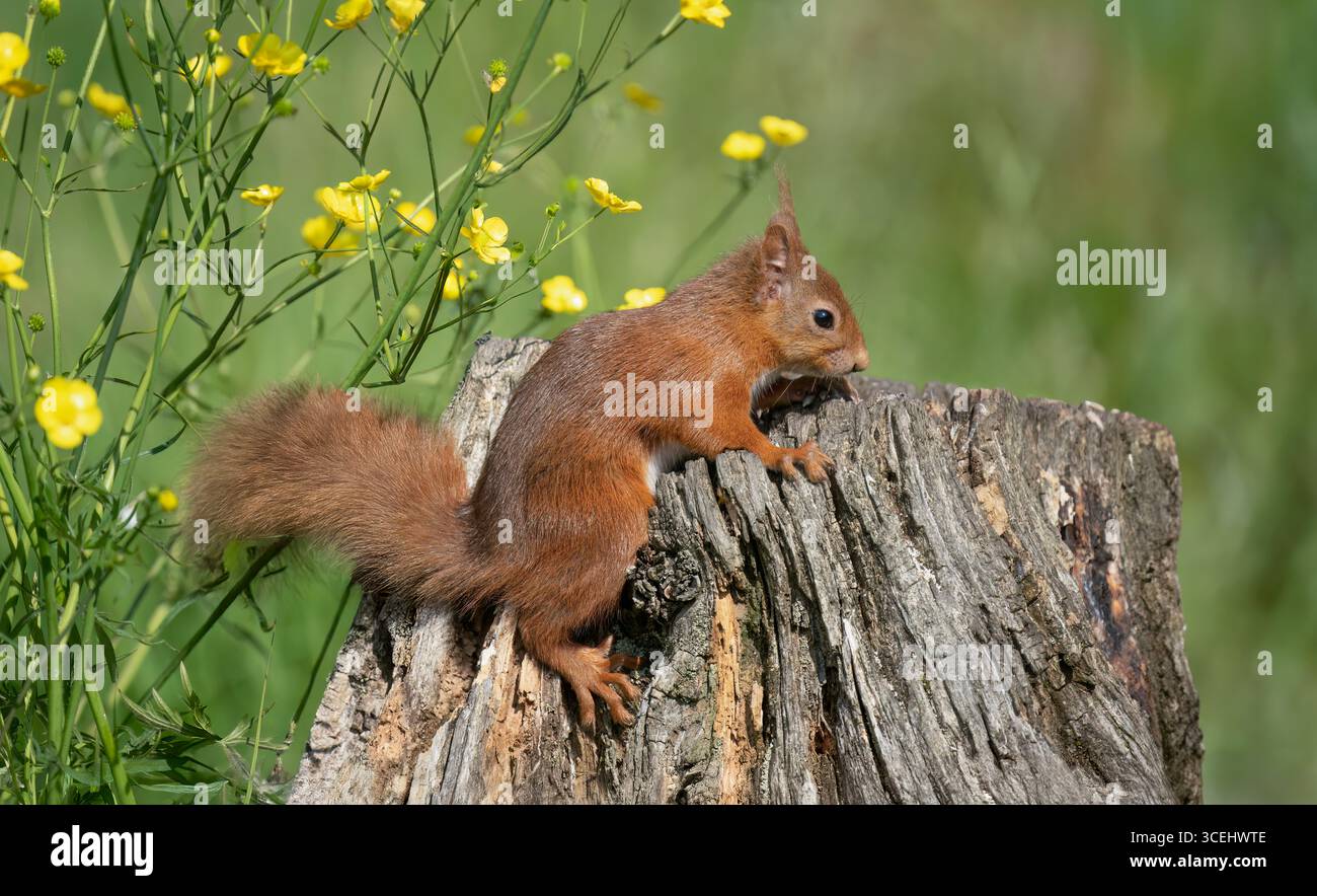 Red squirrel climbing up a tree stump Stock Photo