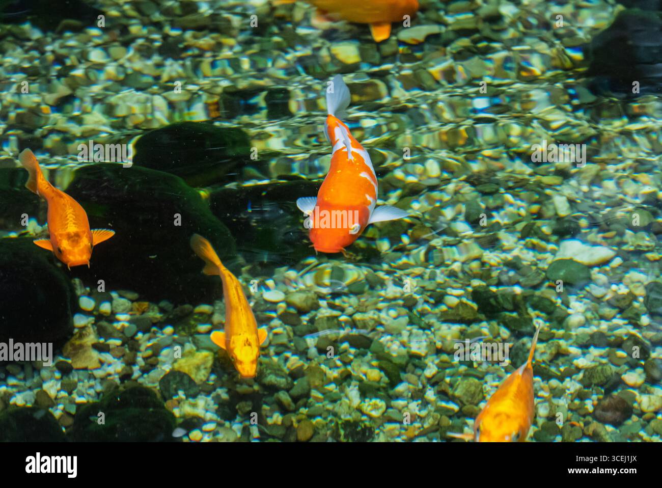 Active Fish For Triangle Aerariums With Goldfish Reference: Fish In Exotarium Interior View Of The Exotarium Showcasing Aquariums
