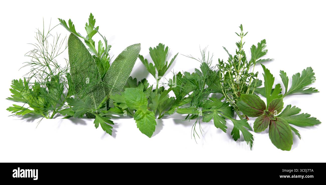 Fresh Herbs - Panorama on white Background Stock Photo