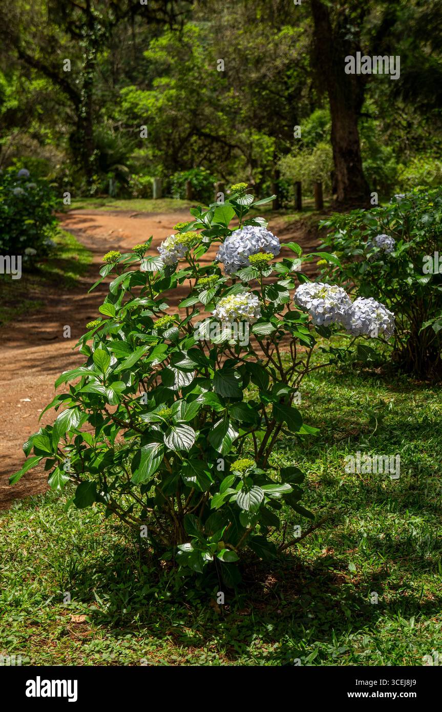 Close-up of a vibrant Hydrangea macrophylla bush with light blue and white flowers, nestled beside a dirt path in a lush green Monte Verde forest in M Stock Photo