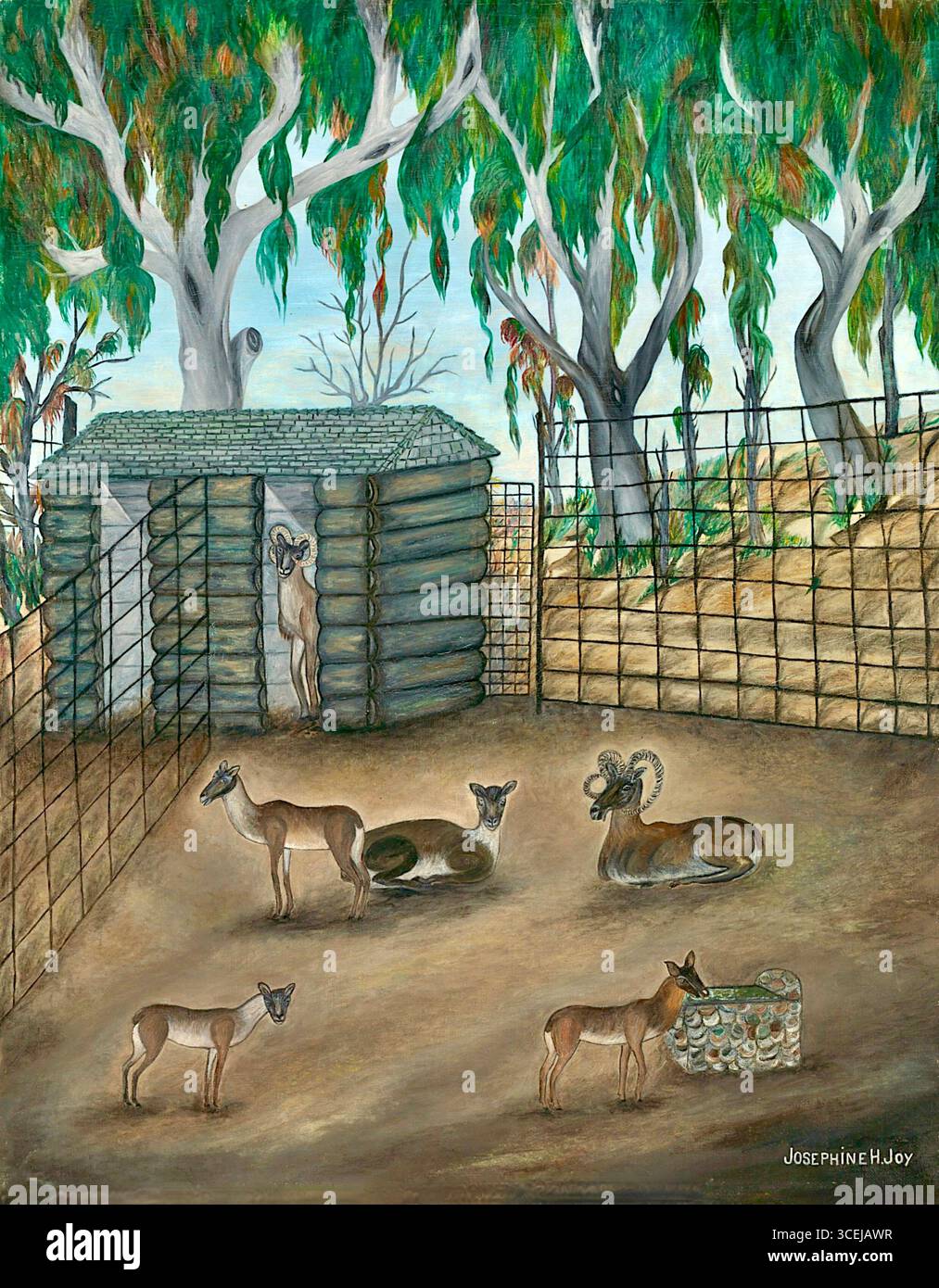 Josephine Joy - Moufflon--Bobtailed Sheep - 1935-1939 Stock Photo