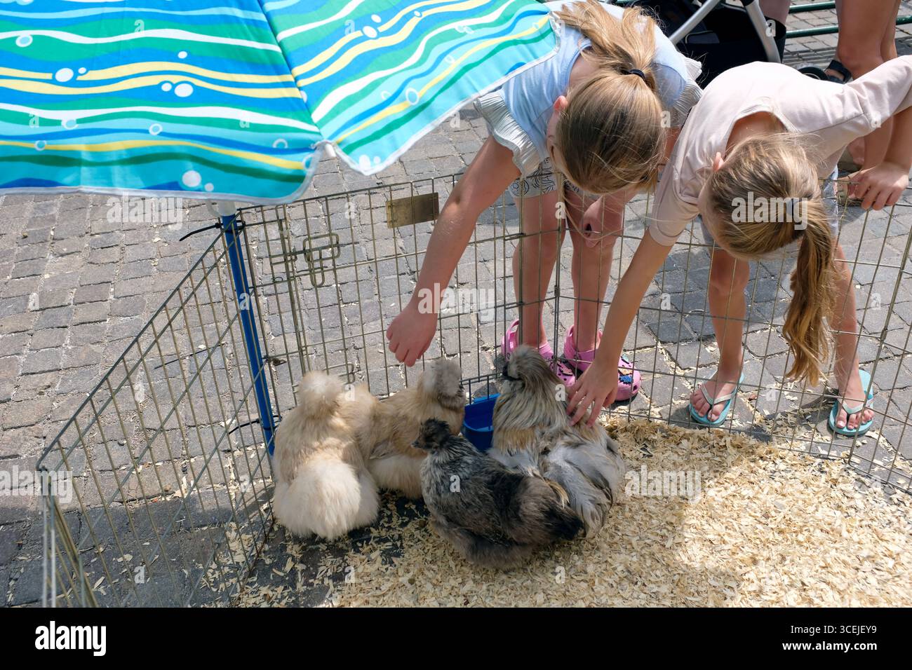 two-blond-girls-petting-hairy-chickens-stock-photo-alamy