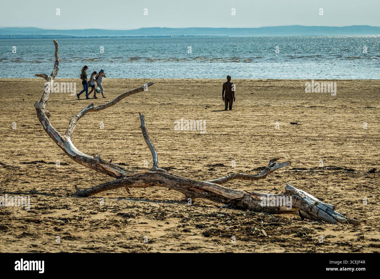 Crosby beach sunny day. Antony Gormley iron men Another Place, Dead tree driftwood. Stock Photo