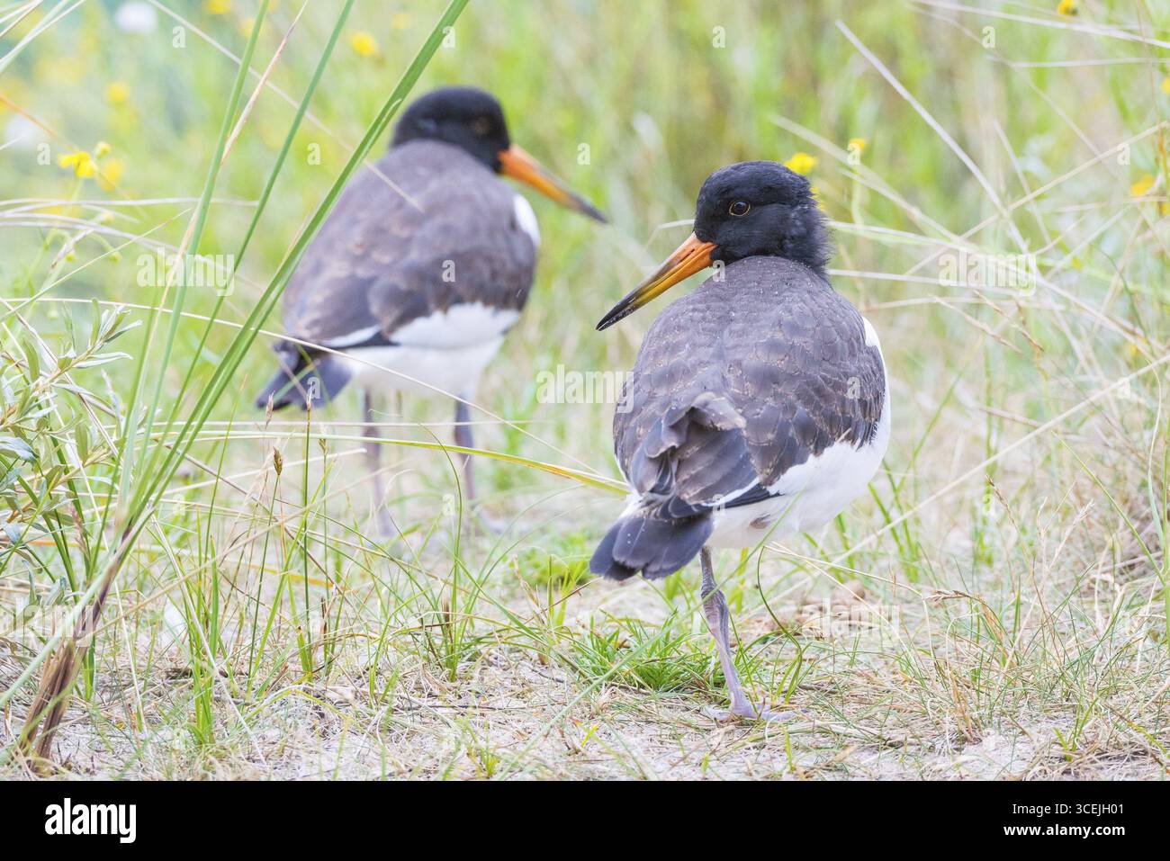 Two young African oystercatchers (Haematopus ostralegus), juvenile, with long red and black beak, red eyes and black and white plumage, standing on an Stock Photo