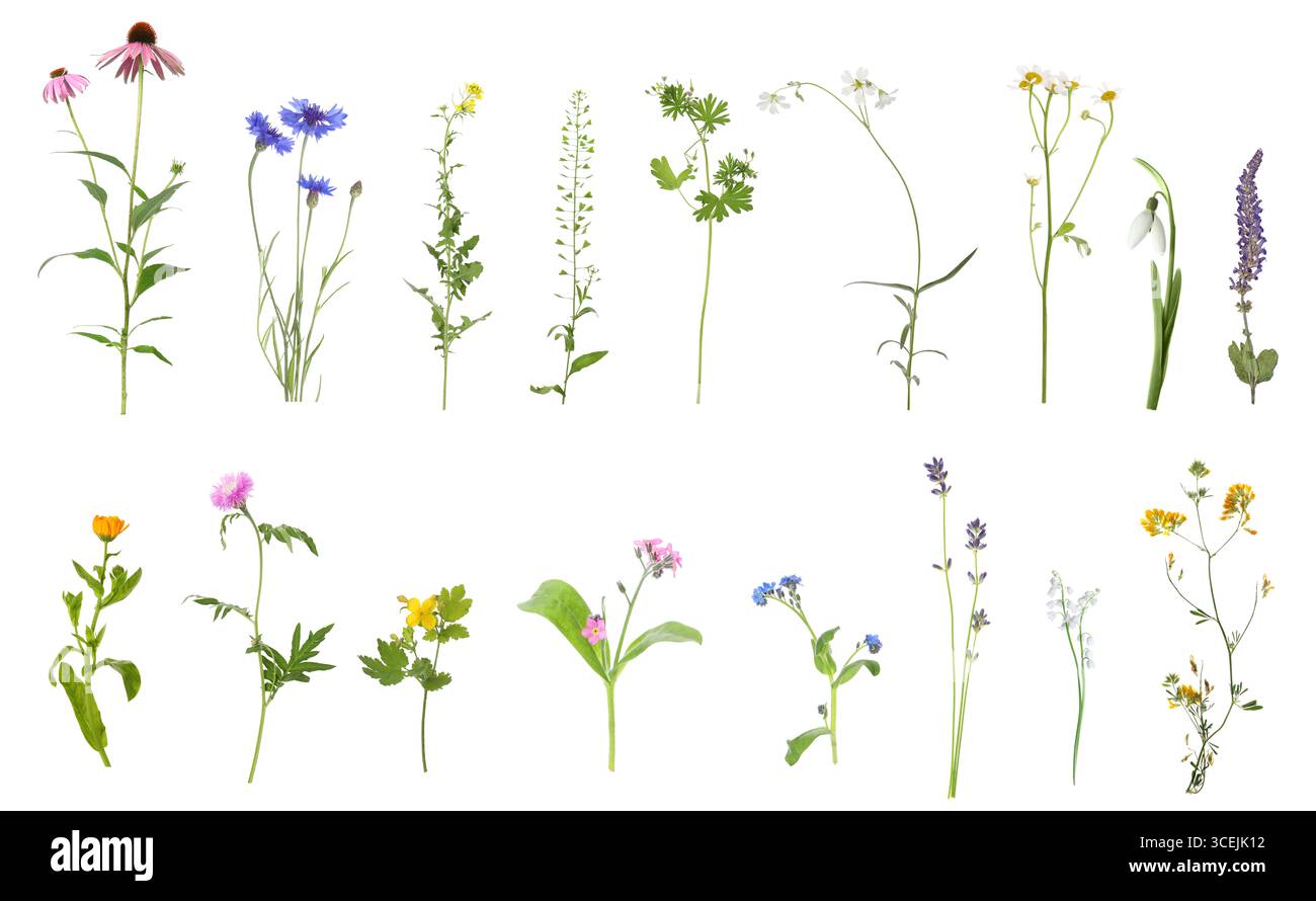 Variety of beautiful flowers isolated on white, set Stock Photo - Alamy