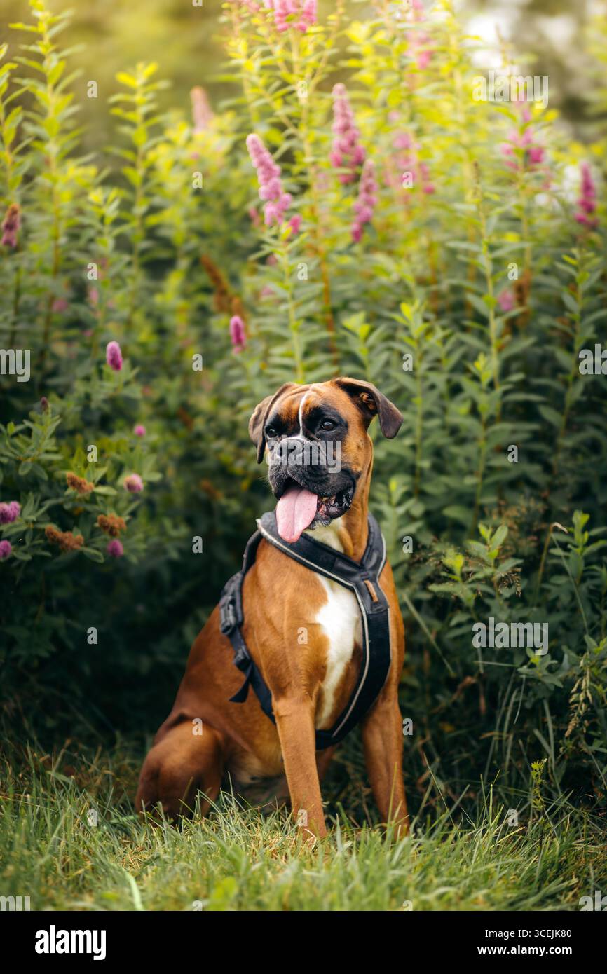 Boxer dog relaxed pose hi-res stock photography and images - Alamy