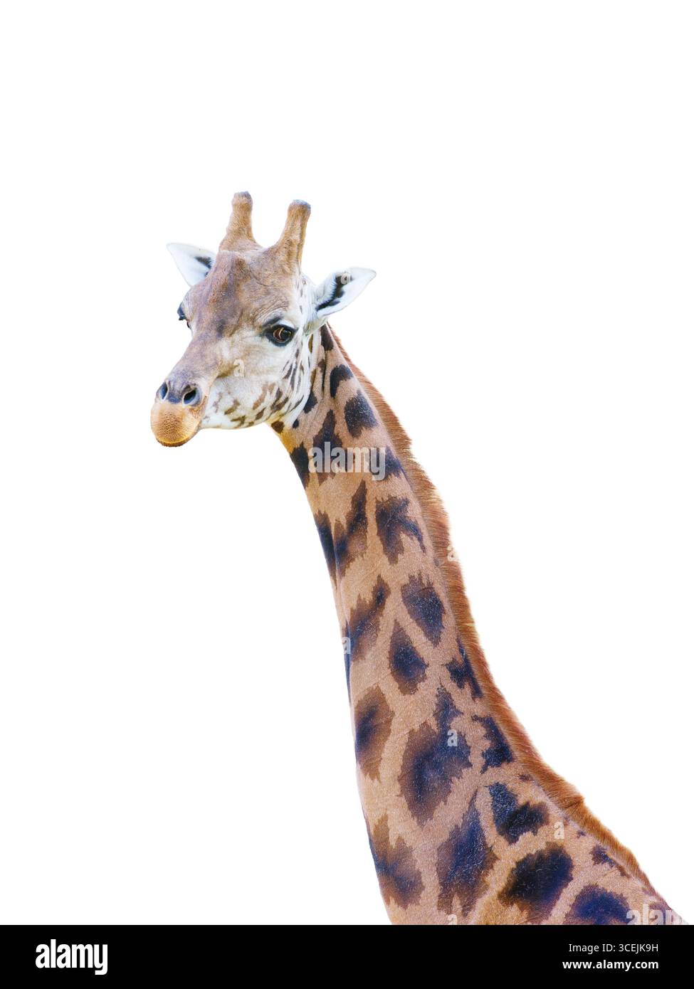 portrait giraffe isolated on white background Stock Photo