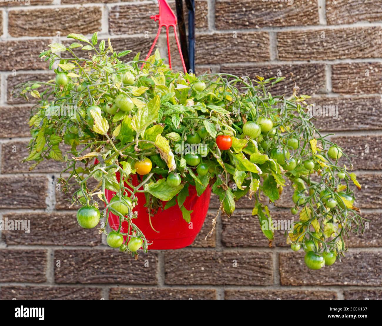 Hanging basket tomato hi-res stock photography and images - Alamy
