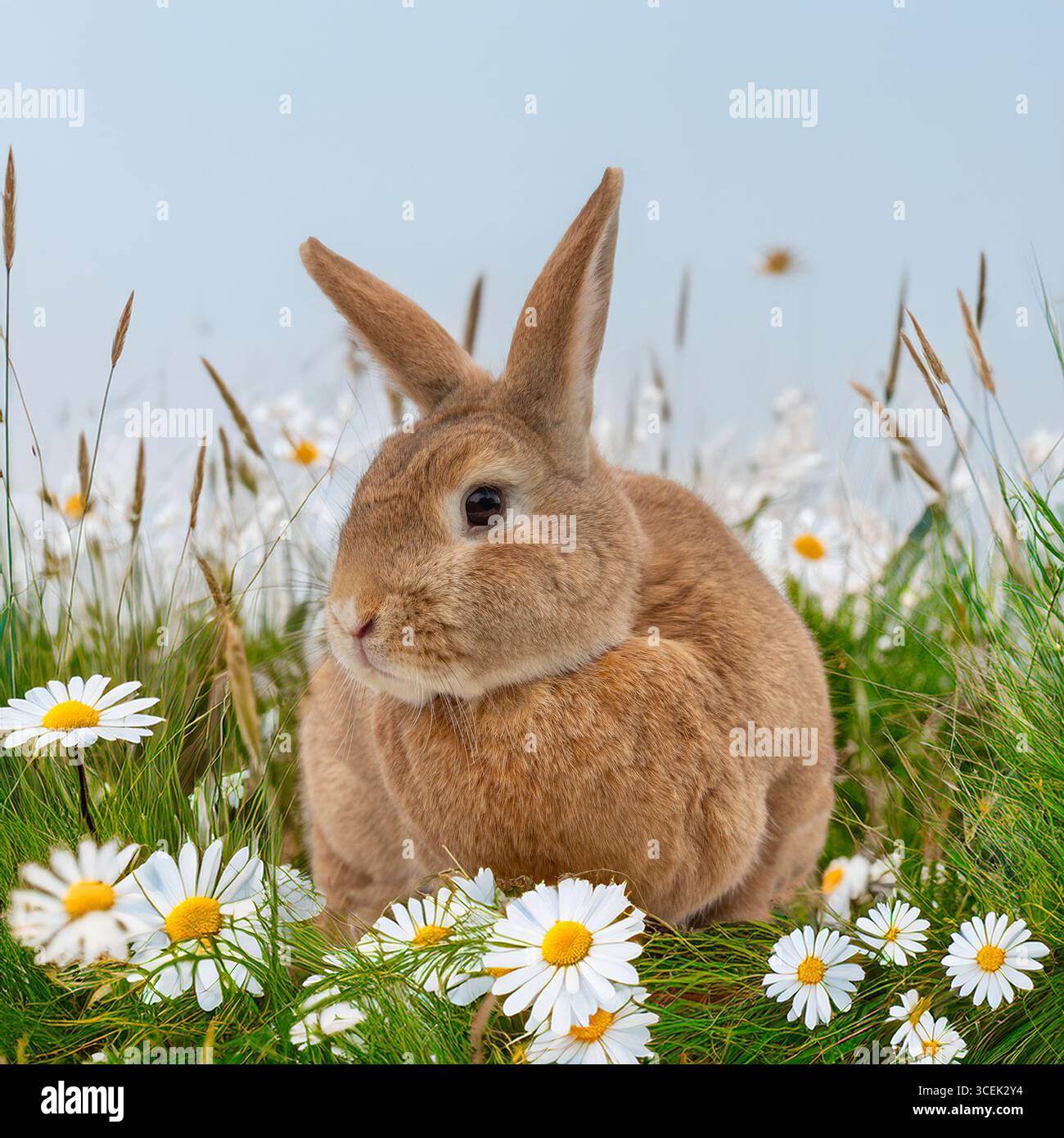 bunny rabbit in daisy flowers Stock Photo