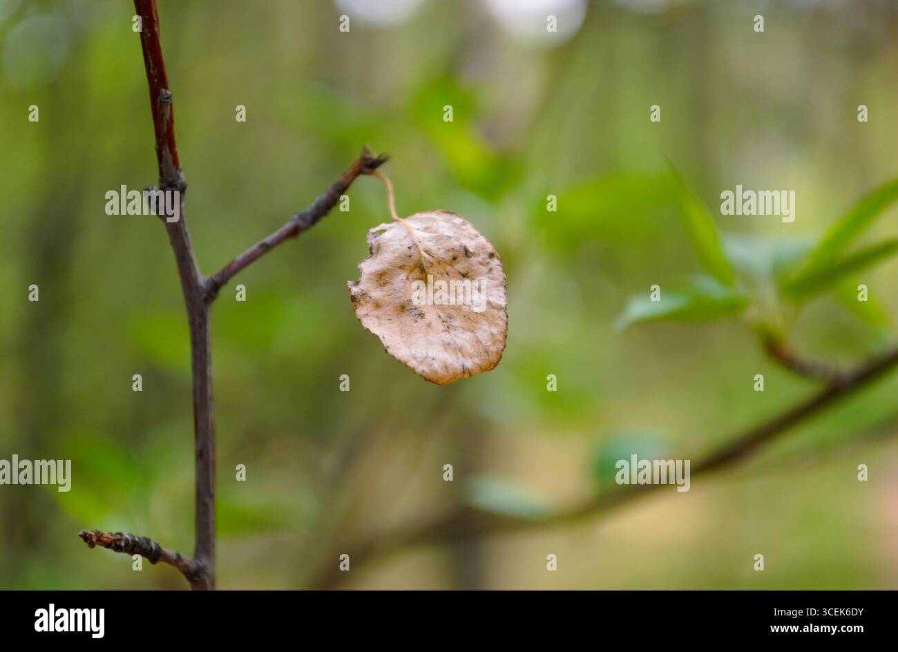 On a withered leaf hi-res stock photography and images - Alamy
