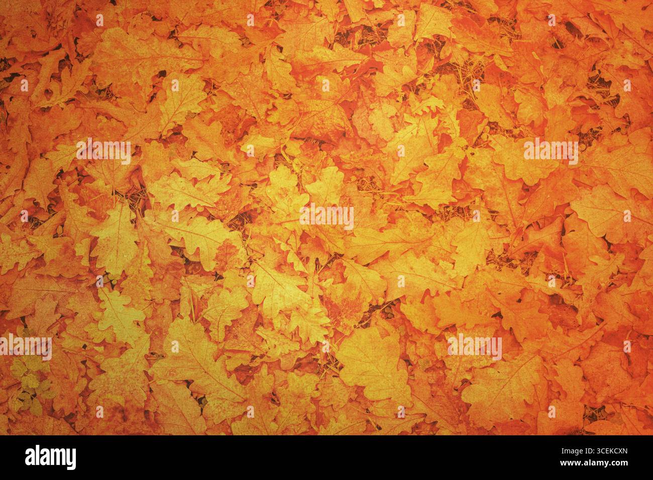 Autumn colourful leaves. Perfect fall background. Stock Photo