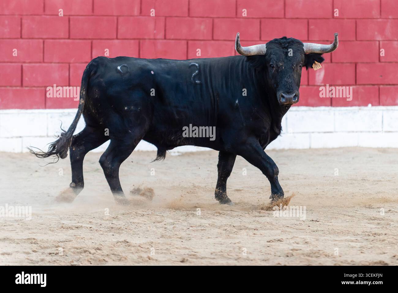 A strong black bull strides through sandy terrain inside a vibrant red-walled arena under clear skies. Stock Photo