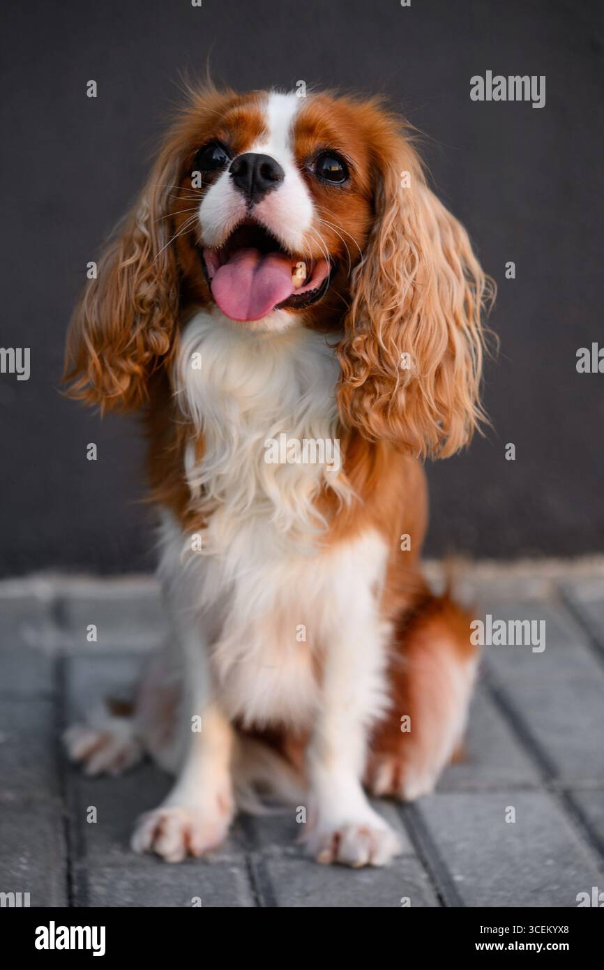 Cute happy cavalier king charles spaniel dog sitting outside on black ...