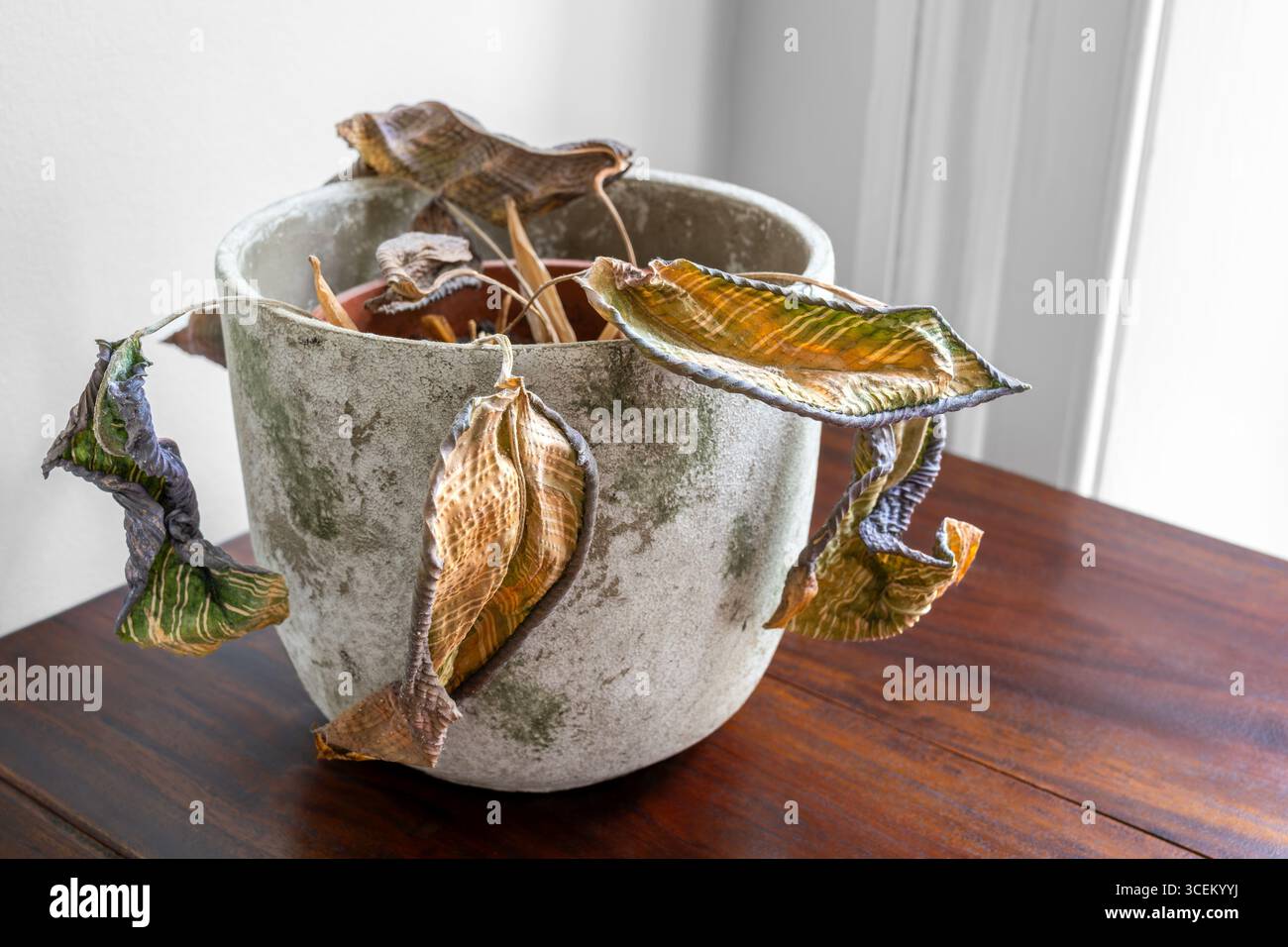 Houseplant diseases hi-res stock photography and images - Alamy