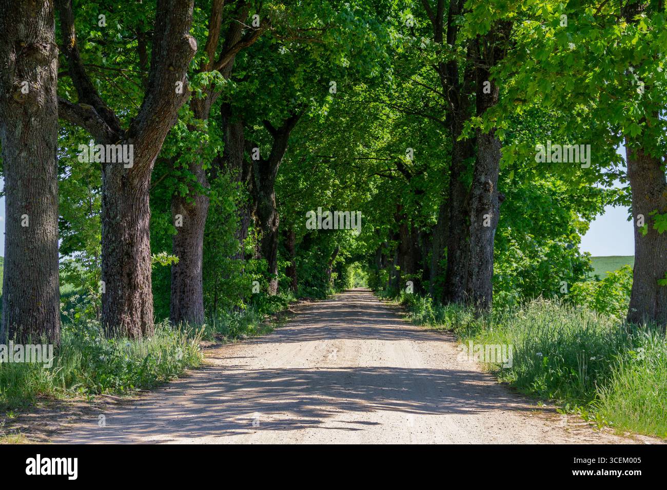 Tree lined scenic highway hi-res stock photography and images - Alamy
