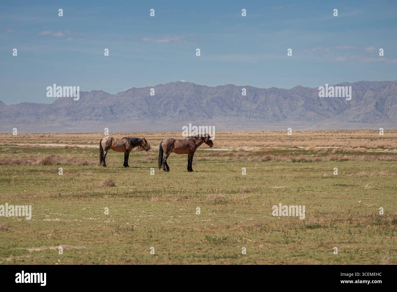 Two wild mustangs standing together in the Utah, USA desert Stock Photo