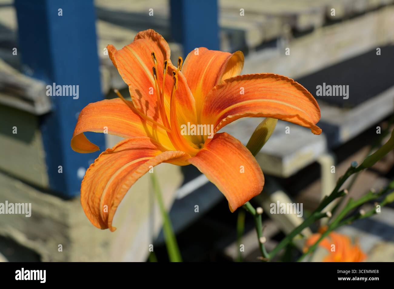 A vibrant, close-up photo of a blooming orange daylily in a sunny garden Stock Photo