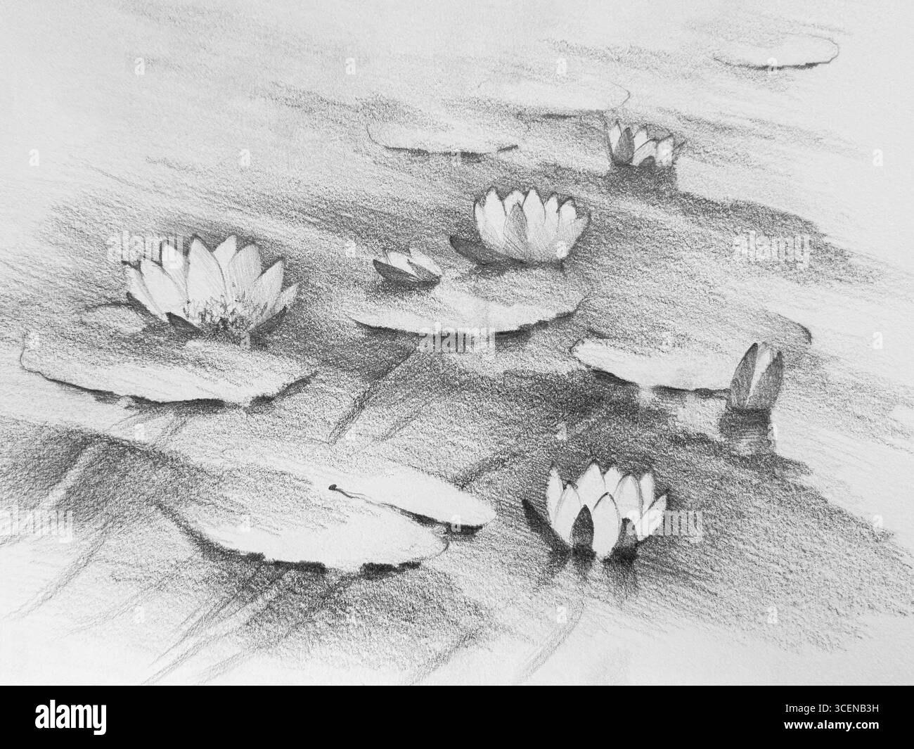 Water Lilies In The Lake Pencil Drawing Background Stock Photo Alamy water-lilies-in-the-lake-pencil-drawing-background-stock-photo-alamy
