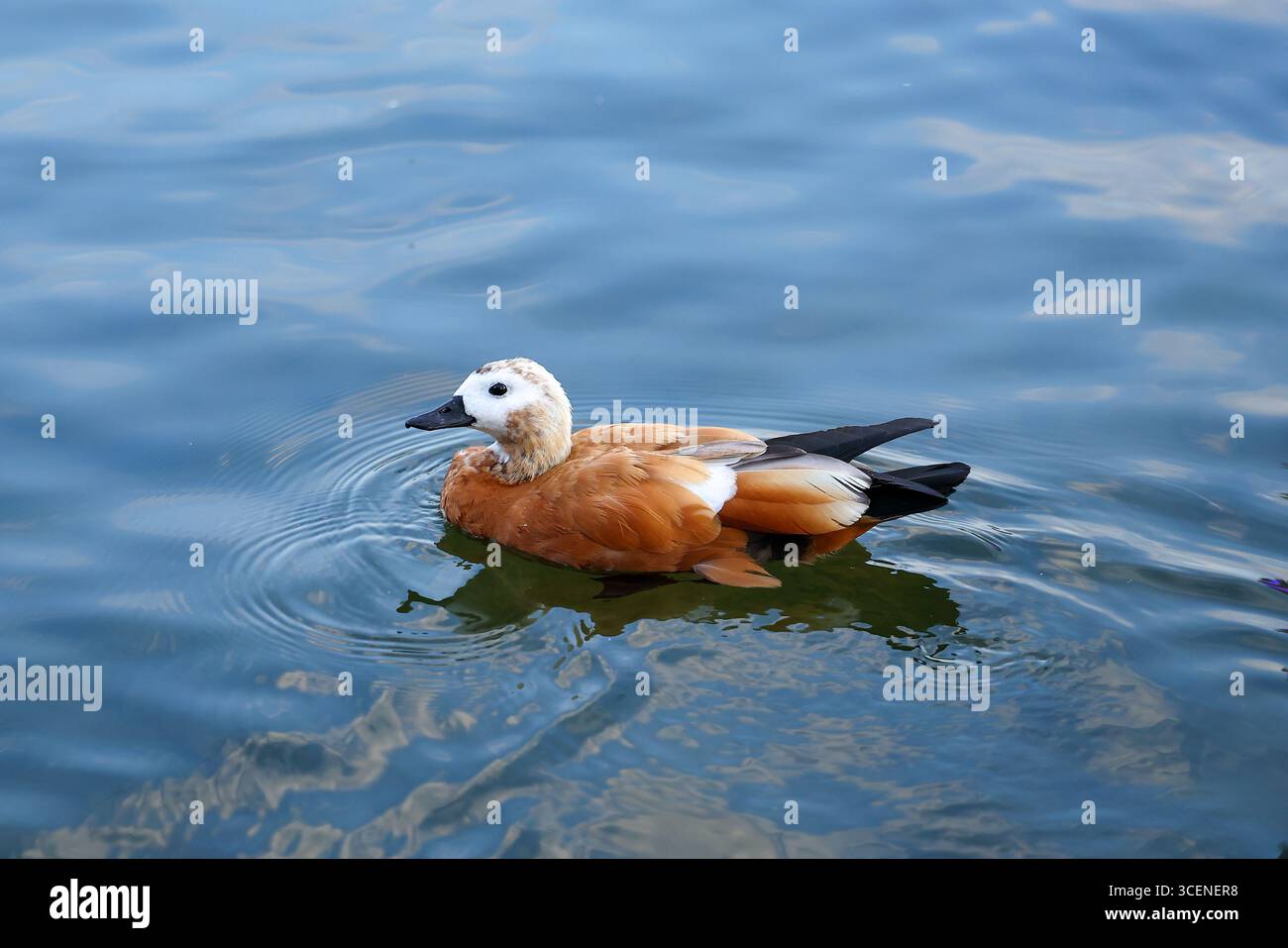 Stock photos wildlife hi-res stock photography and images - Alamy