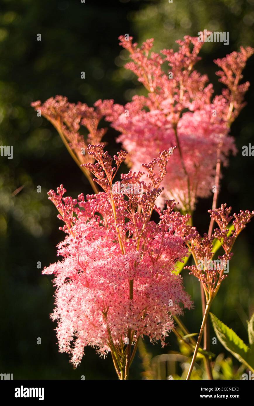 FILIPENDULA PALMATA RUBRA Stock Photo