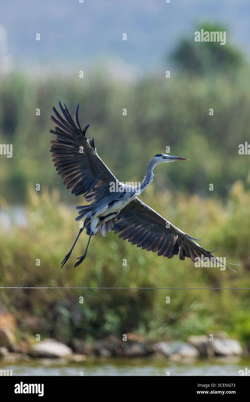 Stock photos wildlife hi-res stock photography and images - Alamy