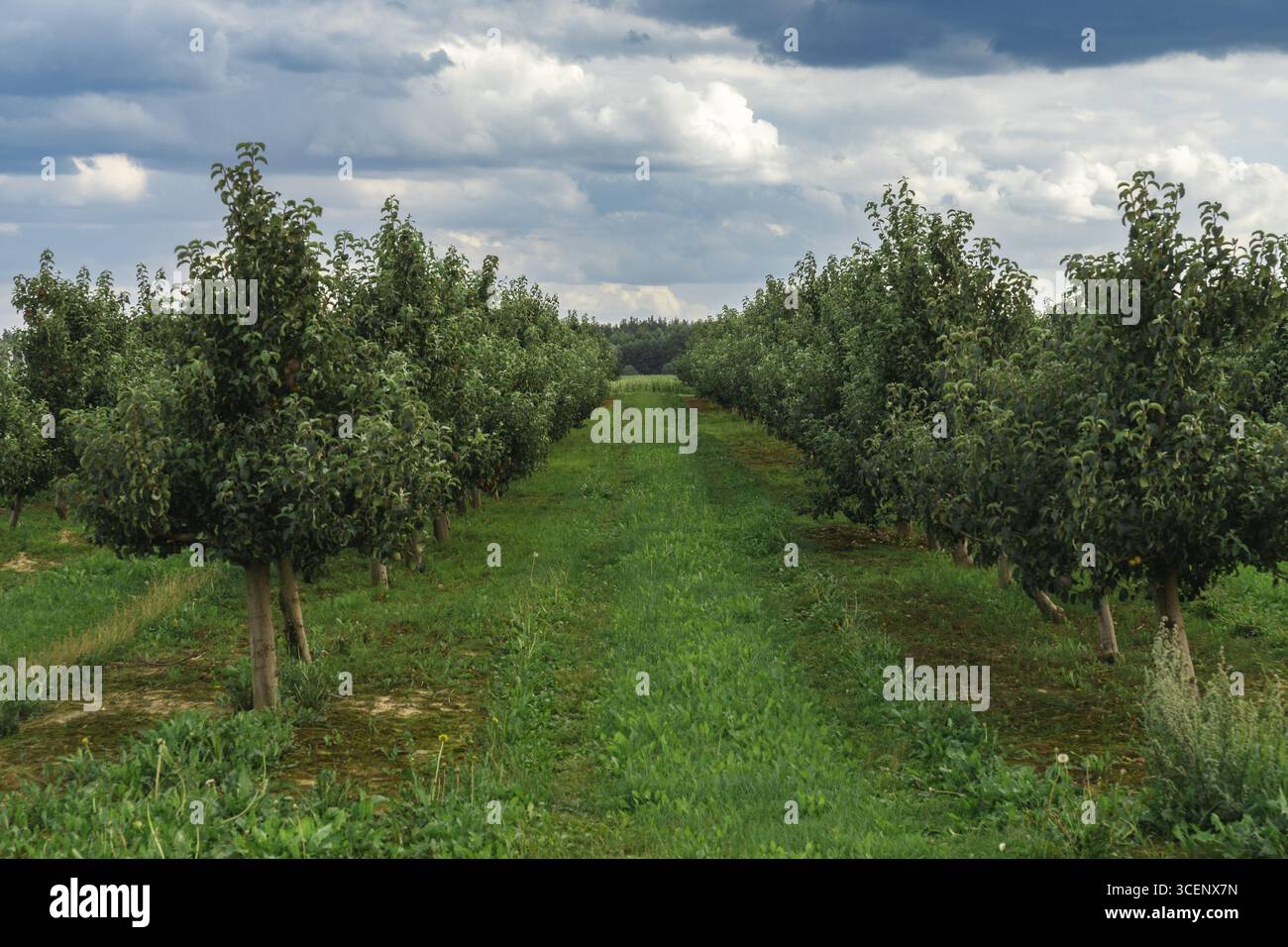 Aerial view of a nursery with young apple trees planted in neat rows ...