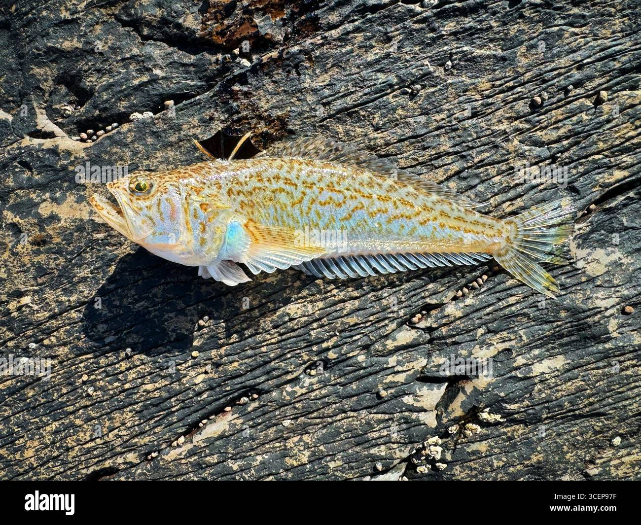 A live lesser Weever fish  (Echiichthys vipera) of about 15cm caught from an Irish beach and safely returned. - Smartphone Captured Stock Image